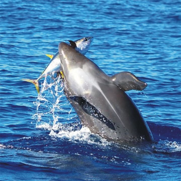 Дельфины и иглобрюх. The dolphin a fish. The dolphin a fish. The dolphin a fish. The dolphin a fish.